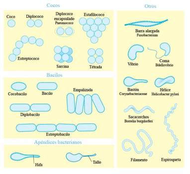 agrupaciones bacterianas