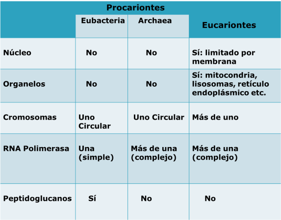 Cuadro eucariotas y procariotas