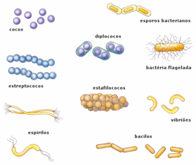 morfologias bacterianas